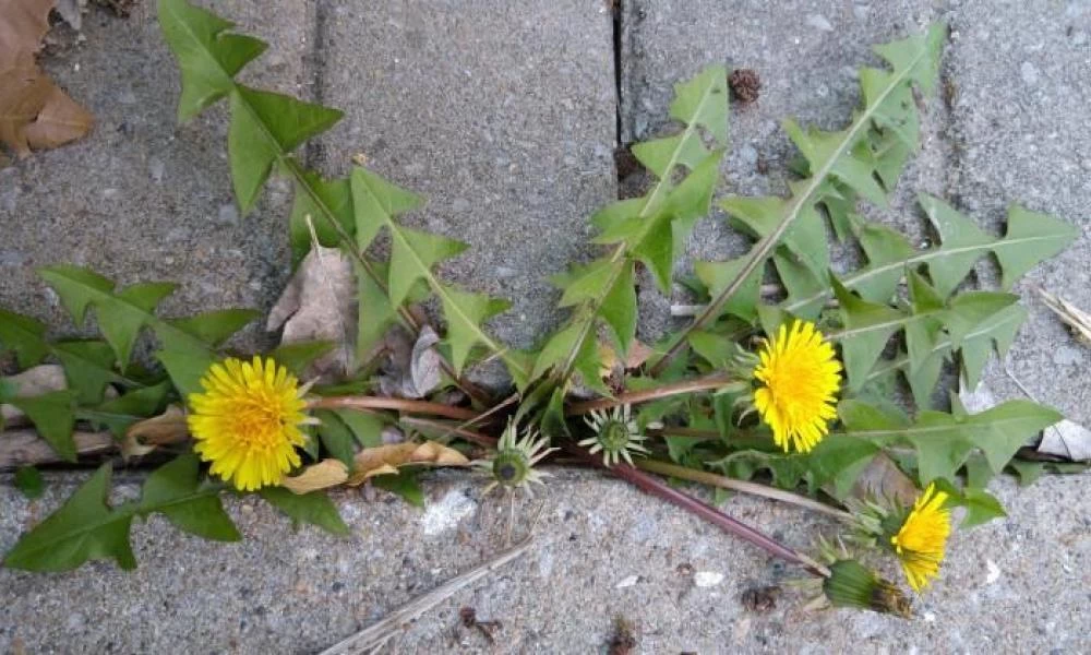 Παγκόσμιο Οικονομικό Φόρουμ: Φάτε ζιζάνια και να πιείτε λύματα